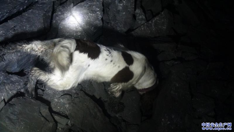 贵州首次运用警犬参与煤矿事故救援